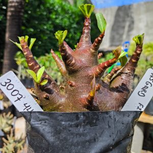 3029 44 Arabicum Asgard 12 meses