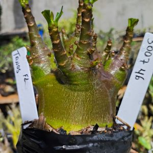 3029 46 Arabicum Tanos 12 meses