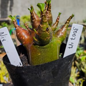 3029 47 Arabicum Nix 12 meses