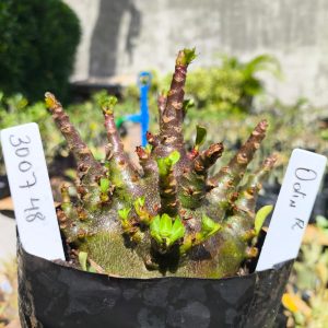 3029 48 Arabicum Odin 12 meses