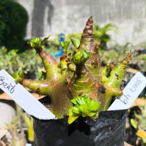 3029 49 Arabicum Bizão 12 meses