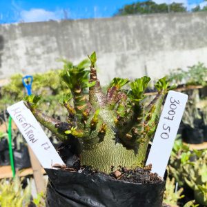 3029 50 Arabicum Megatron 12 meses