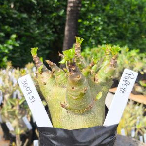 3029 51 Arabicum Popeye  12 meses