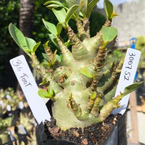 3029 52 Arabicum Big Foot 12 meses