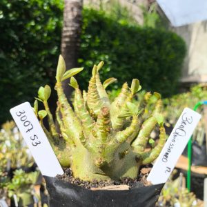 3029 53 Arabicum Bronquiossauro 12 meses