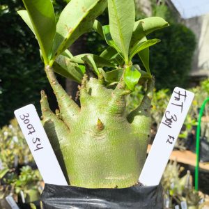 3029 54 Arabicum Fat Boy 12 meses