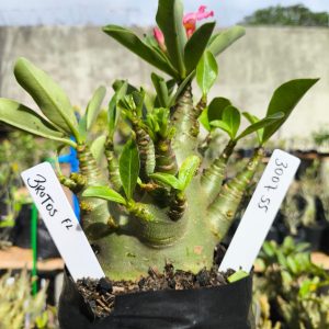 3029 55 Arabicum Brutus 12 meses