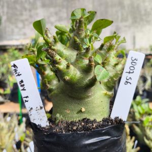 3029 56 Arabicum Fat Boy 12 meses