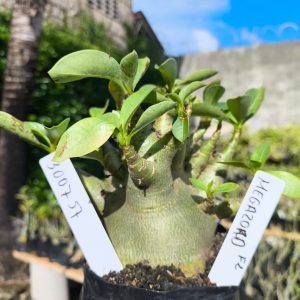 3029 57 Arabicum Megazord 12 meses