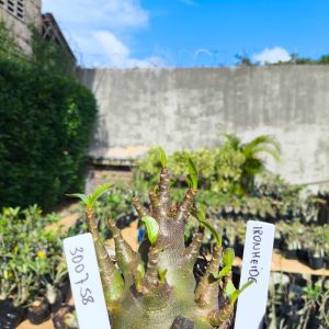 3029 58 Arabicum Ironhid 12 meses