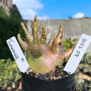 3029 59 Arabicum Tomahawk 12 meses