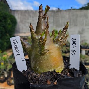 3029 60 Arabicum Jurassic 12 meses