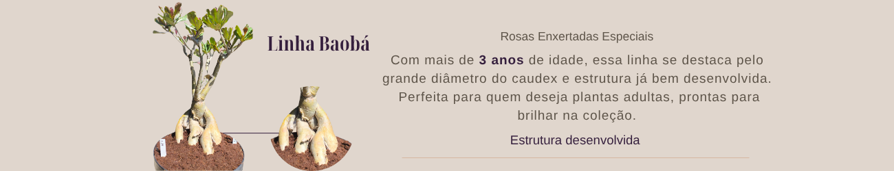 Linha Baobá