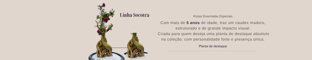 Linha Socotra