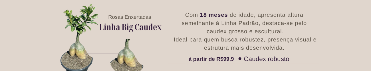 Linha Big Caudex