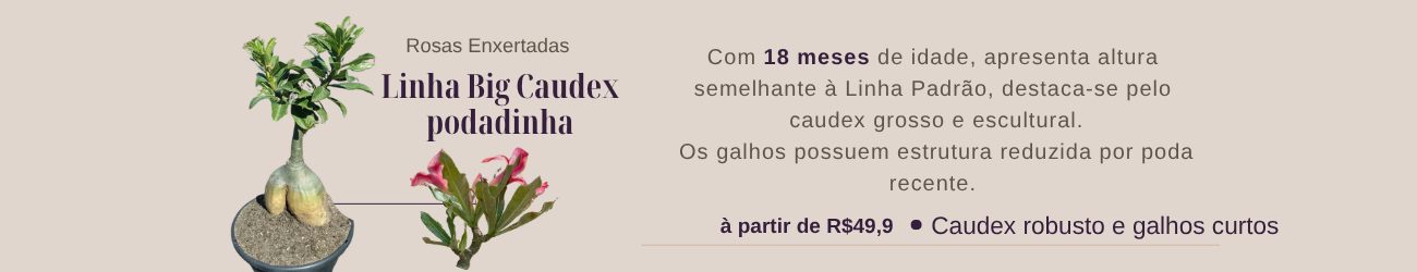 Linha Podadinhas (Big Caudex)