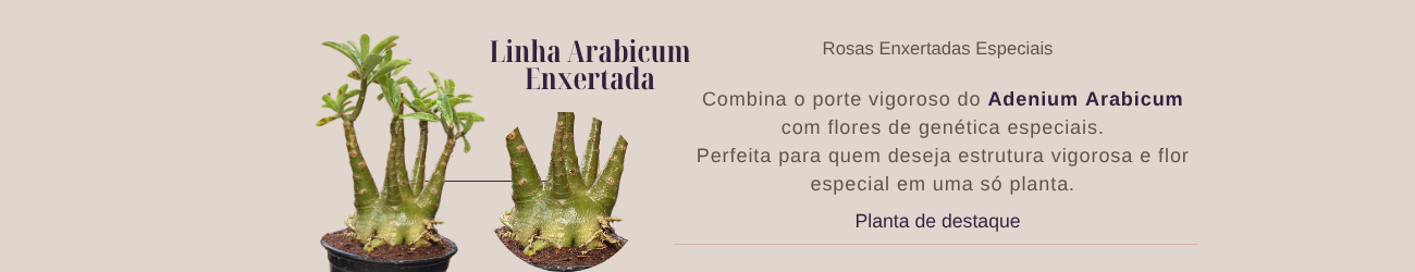 Caudex Arabicum