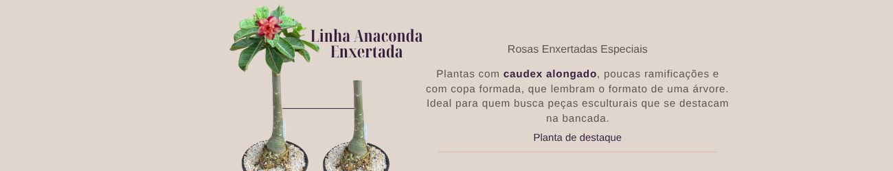 Linha Anaconda