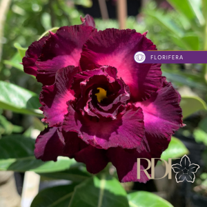 Podadinha - Rosa do Deserto Mirabilis 2