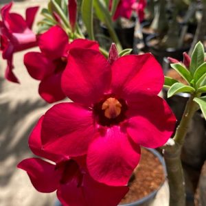 Podadinha - Rosa do Deserto Miss Vietnã
