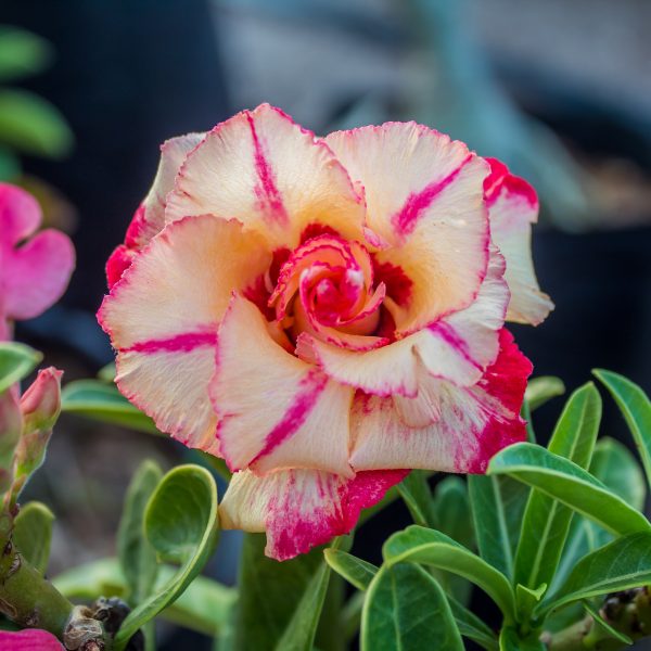Pré Venda - Rosa do Deserto Helios