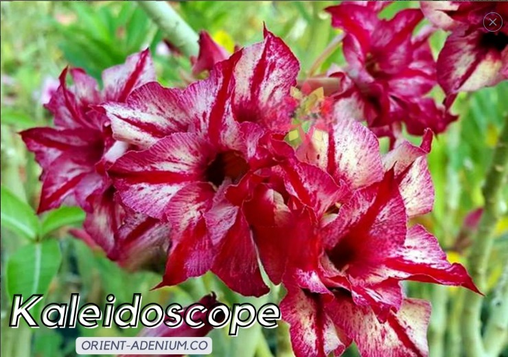 Podadinha - Rosa Do Deserto Kaleidoscope Orient Adenium