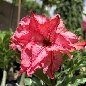 Podadinha - Rosa do Deserto Liberty (RC115)