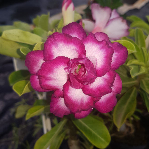 Pré Venda - Rosa do Deserto Mau - Imagem 3
