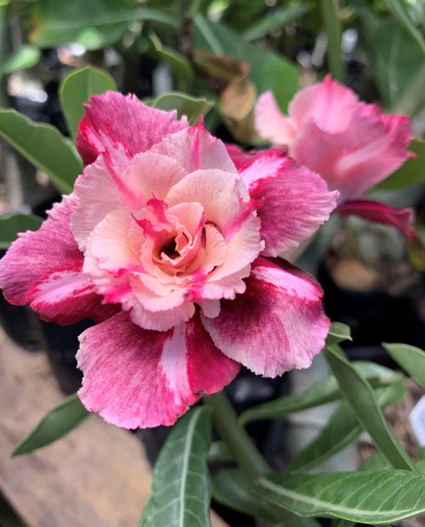 Pré Venda - Rosa do Deserto Mei Xiang - Imagem 2