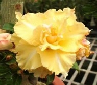 Pré Venda - Rosa do Deserto Golden Temple