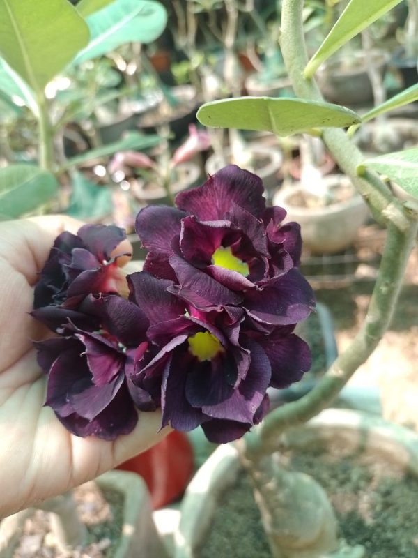 Pré Venda - Rosa do Deserto Berinjela