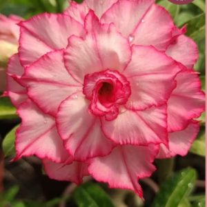 Pré Venda - Rosa do Deserto ARM 5