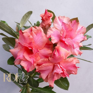 Pré Venda - Rosa do Deserto Arizona