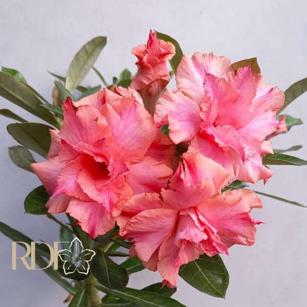 Pré Venda - Rosa do Deserto Arizona
