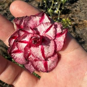 Podadinha - Rosa do Deserto Thinking Of You 2
