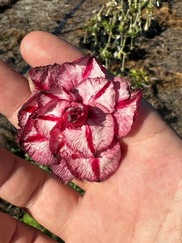 Podadinha - Rosa do Deserto Thinking Of You 2