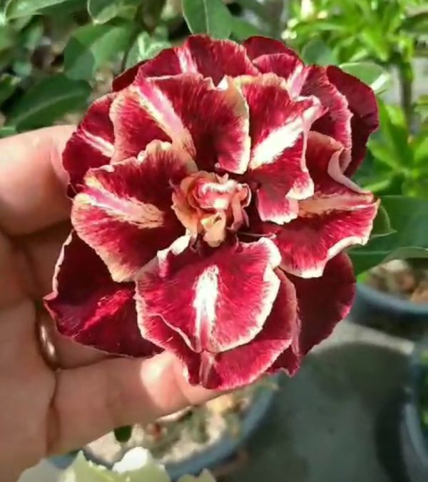 Pré Venda - Rosa Do Deserto Van Helsing