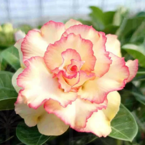 Pré Venda  - Rosa do Deserto Grace