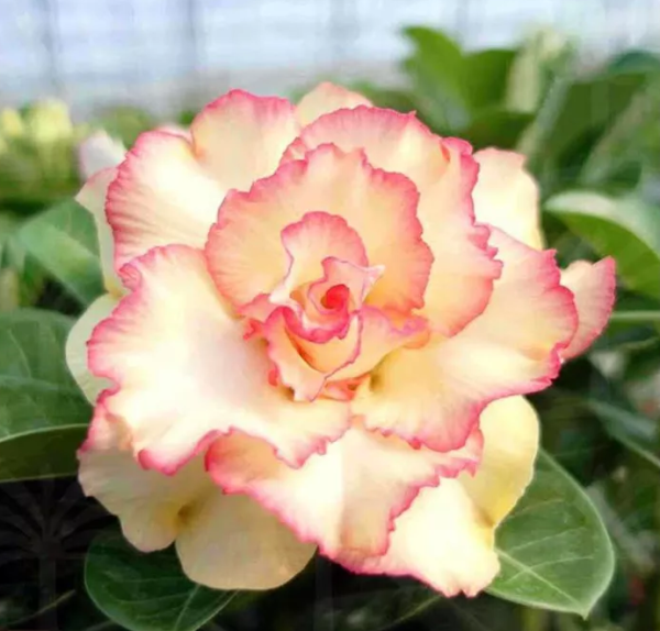 Pré Venda  - Rosa do Deserto Grace