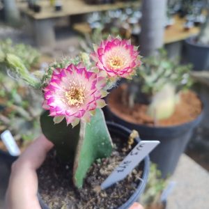 Lobivia Hibridas (WS 247)