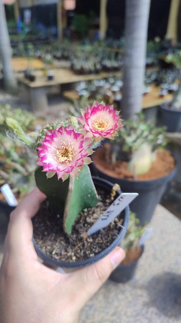 Lobivia Hibridas (WS 247)