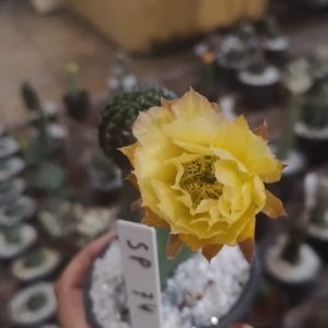 Lobivia SP 74