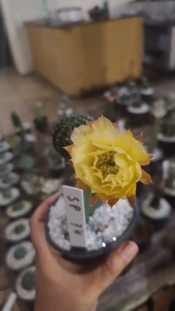 Lobivia SP 74