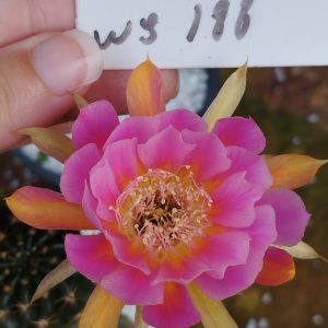 Lobivia Hibridas (WS 188)