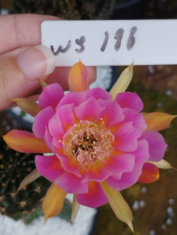 Lobivia Hibridas (WS 188)