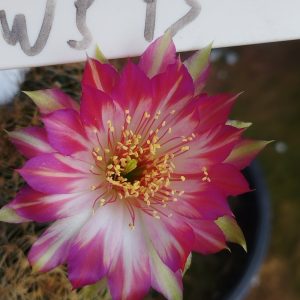 Lobivia Hibridas (WS 13)