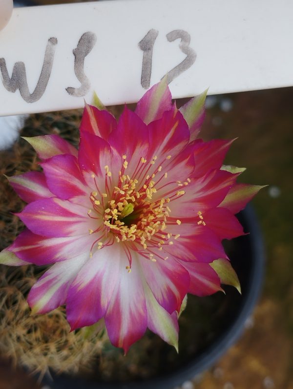 Lobivia Hibridas (WS 13)
