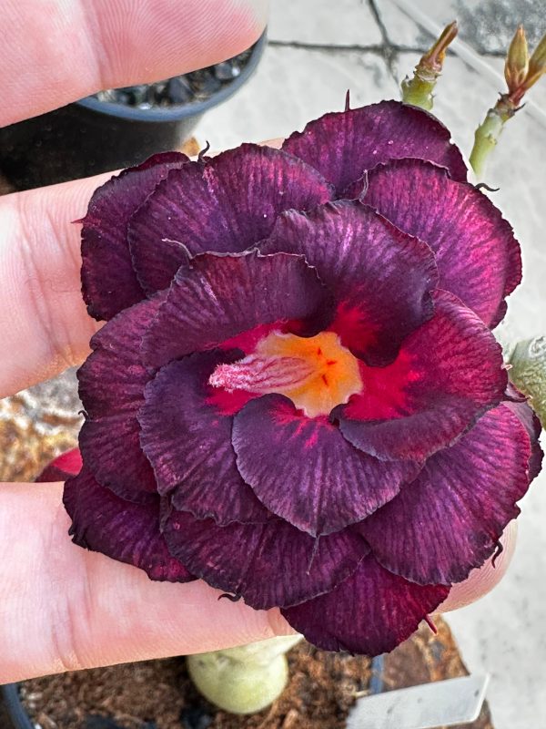 Pré Venda -  Rosa do Deserto Dama da Noite