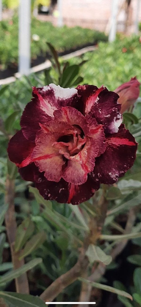 Podadinha - Rosa do Deserto Godiva