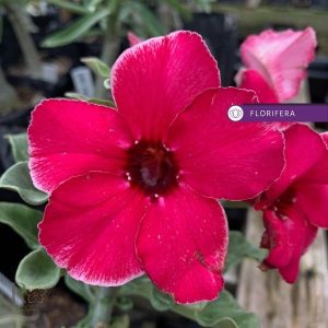 Podadinha - Rosa Do Deserto Akira II